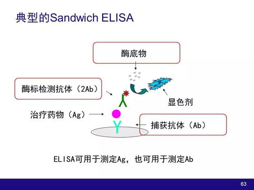 生物技術(shù)產(chǎn)品及大分子物質(zhì)開發(fā)中的藥動學與藥效學考量